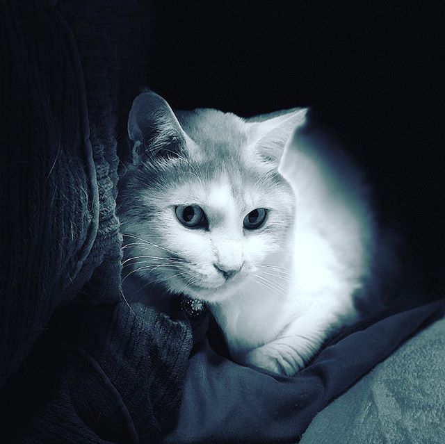 コタツ布団で暖をとるネコさん。なぜに中に入らない？ iPhone X ポートレート ステージ照明(モノ)で撮影。