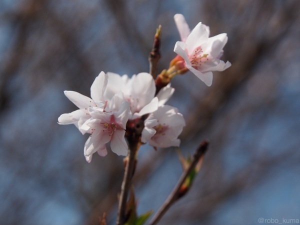 桜が咲いた(੭ु ˃̶͈̀ ω ˂̶͈́)੭ु⁾⁾　よ。