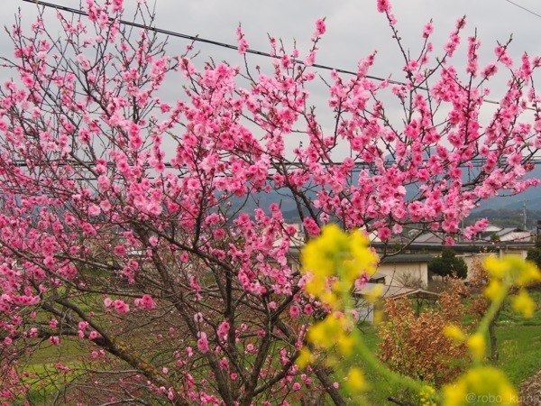 葉桜、花片の道。