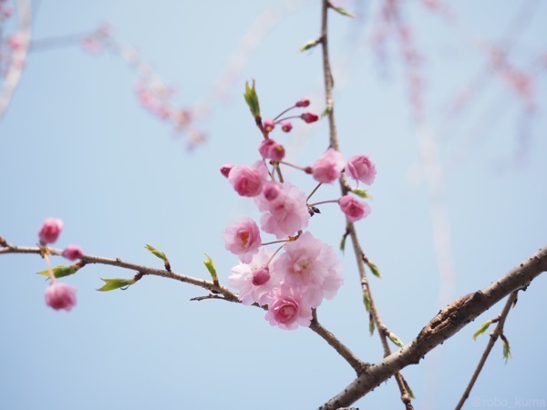 とある晴れた日の桜（2015年3月末）