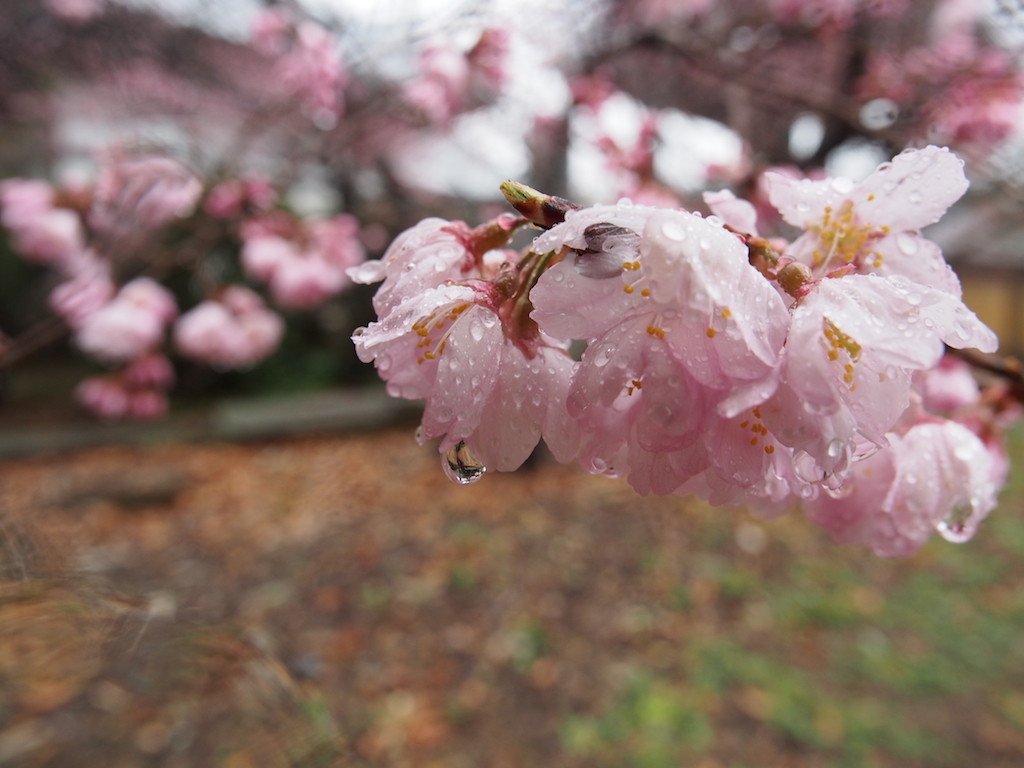 雨雫の河津桜。