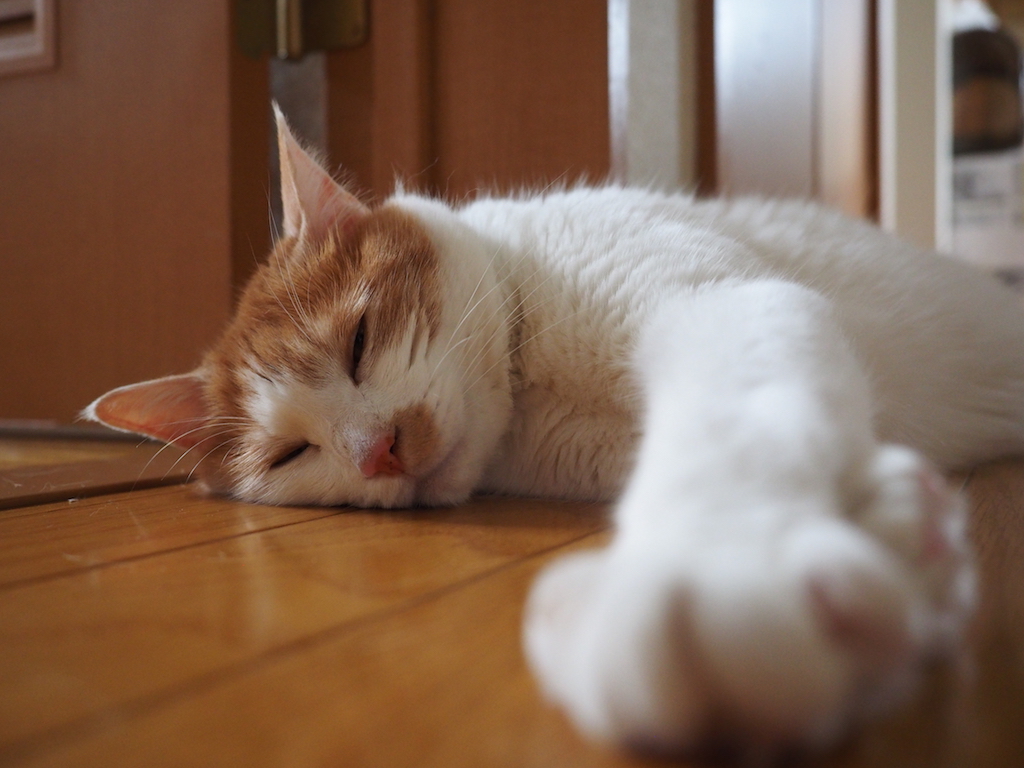 【写真】真夏のネコさん。