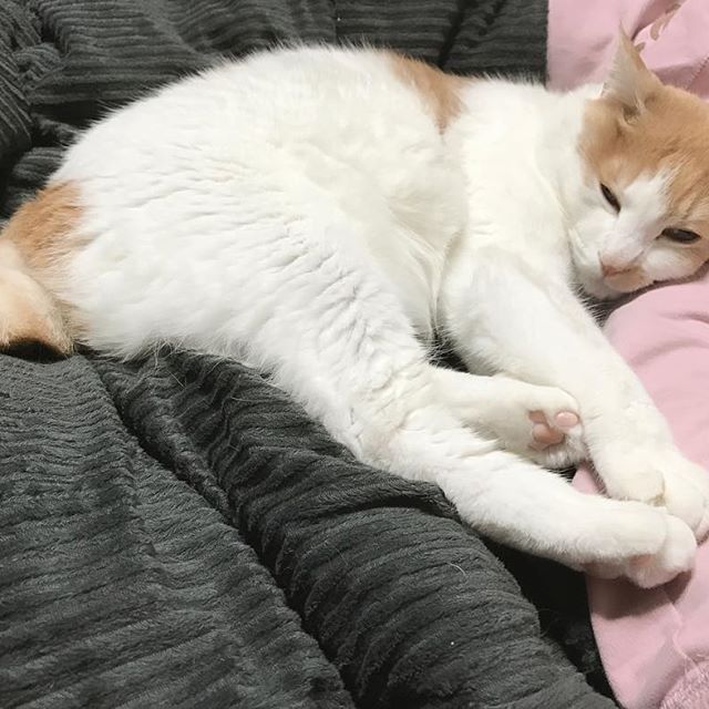 【今日のネコ】 嫁さんの腕枕で寝るネコさん。色んな意味でうらやましい( ´艸｀)