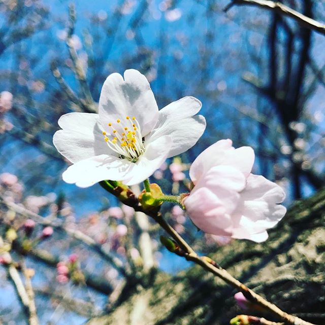 桜。心地よい春が来ました。