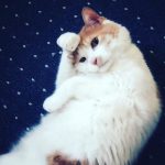 嫁さんの「iPhone 5s」のバッテリー交換を自分で交換です(*｀･ω･)ゞ。