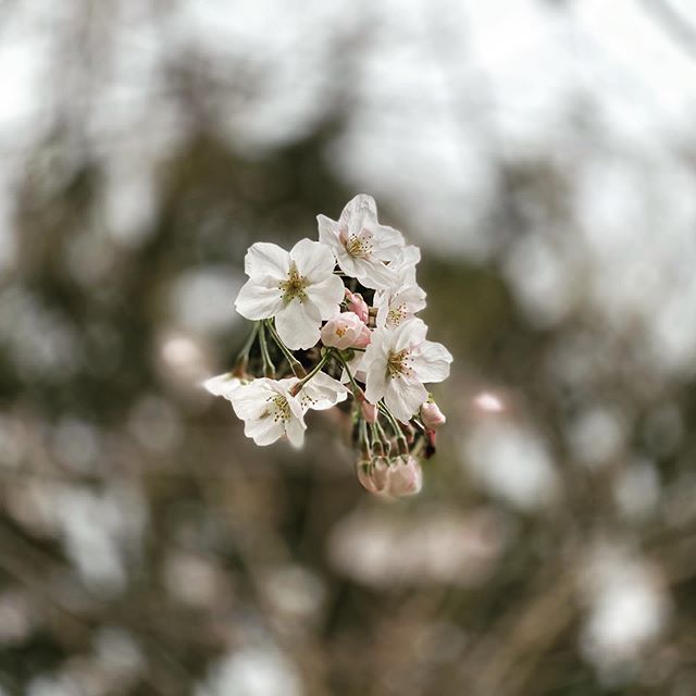 桜、ポートレート。(iPhone 11 Pro Max ポートレート)