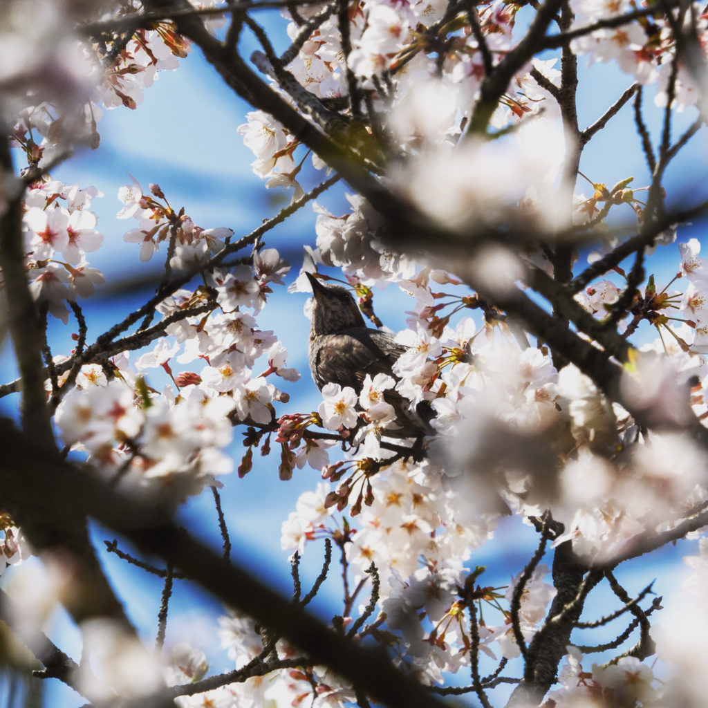 桜の中のヒヨドリ。（OLYMPUS OM-D E-M1 MARK II + M.ZUIKO ED40-150mm F2.8PRO + MC-20）