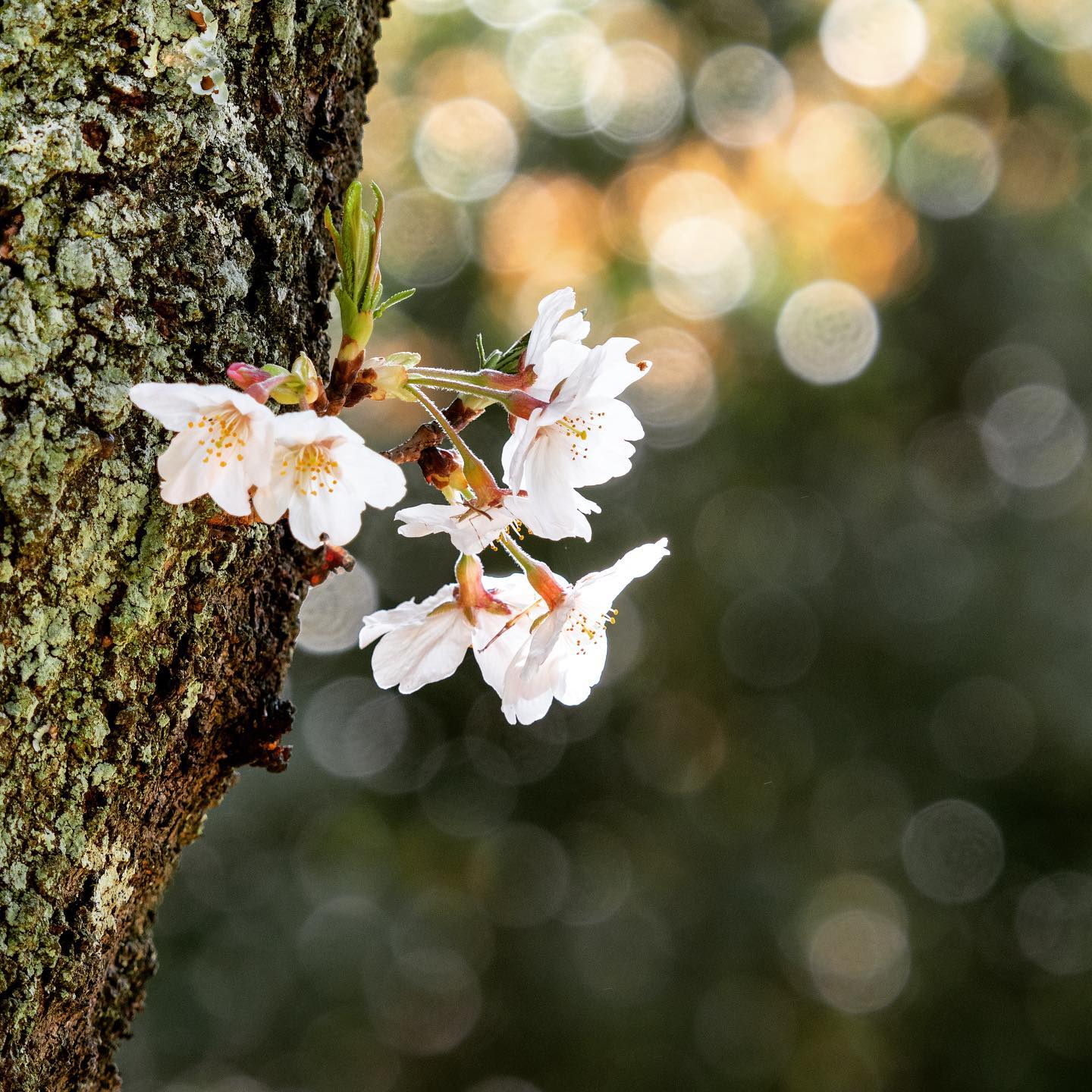 桜と若葉。 (OLYMPUS OM-D E-M1 MARK II + M.ZUIKO ED40-150mm F2.8PRO + MC-20)