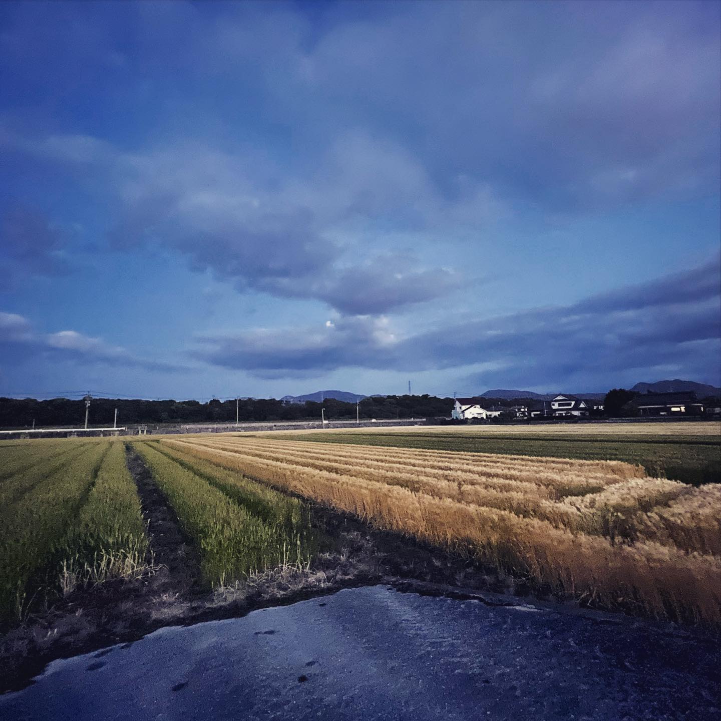 夕暮れの麦畑。(iPhone 12 Pro Max 超広角 ナイトモード)