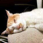 AirPods Max とのペアリングをリセットし再ペアリングする方法。