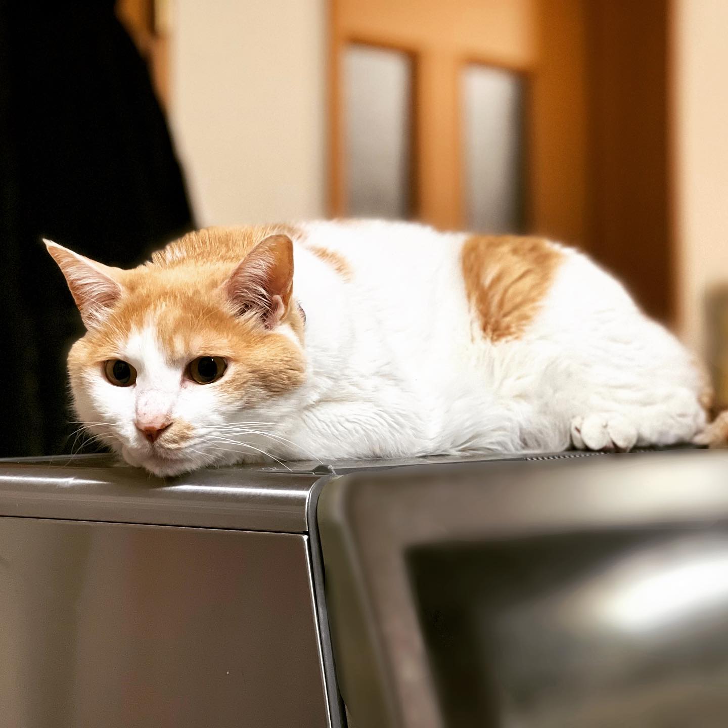 食洗機の上で和む猫さん。(iPhone 13 Pro Max ポートレート)