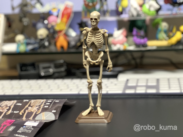 カプセルトイ、SO-TA 「博物モデリング倶楽部・壱 1/12 ヒト骨格」を購入。細部まで精巧に再現された全身骨格造形です。