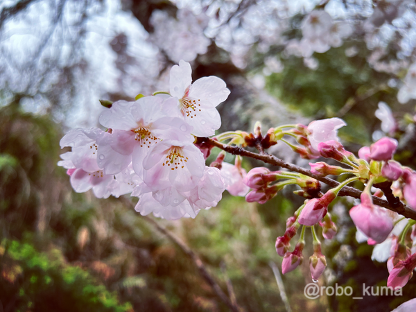 桜が咲くと春の嵐。