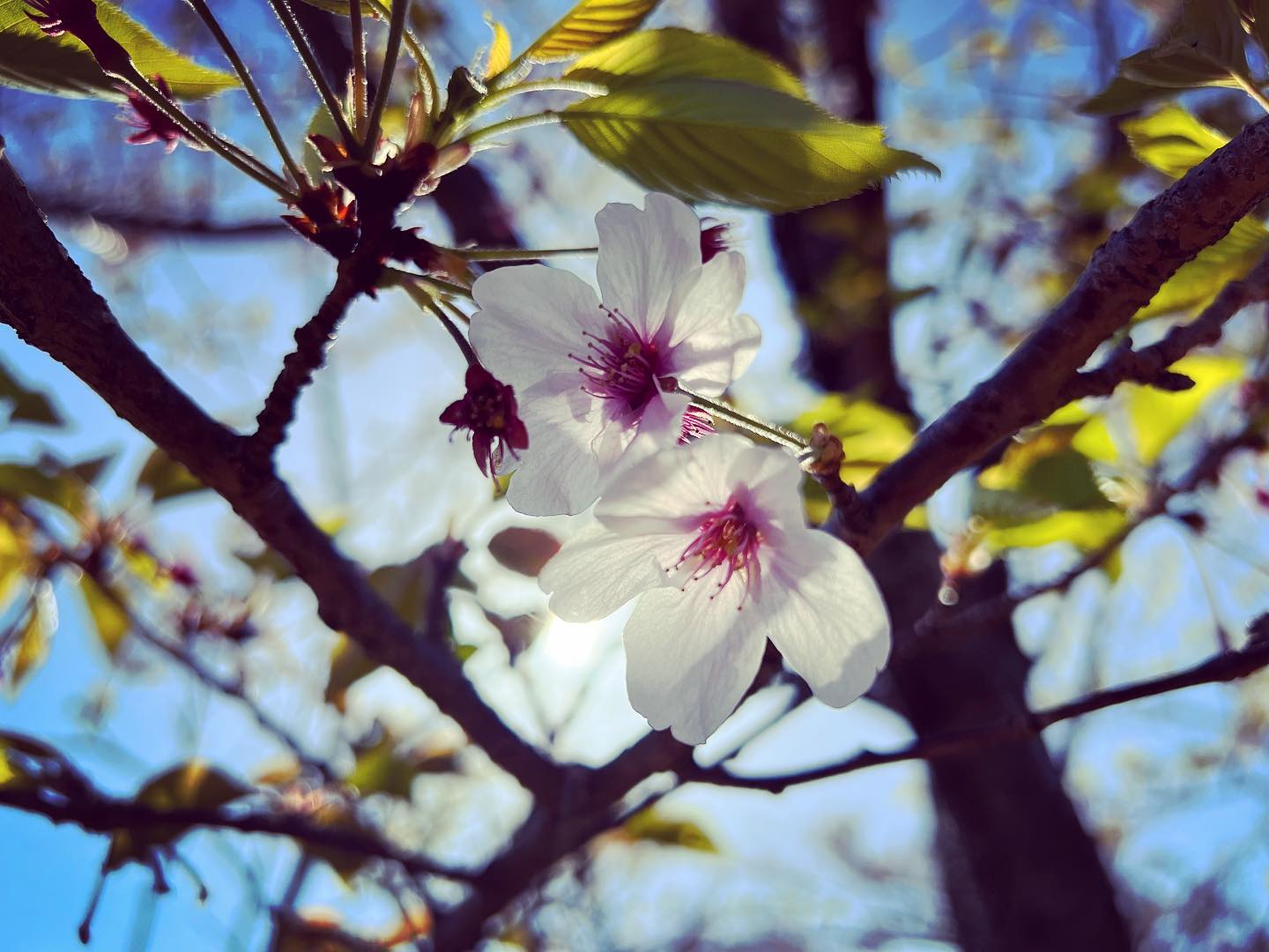 散り桜、若葉に逆光。(iPhone 13 Pro Max 広角)