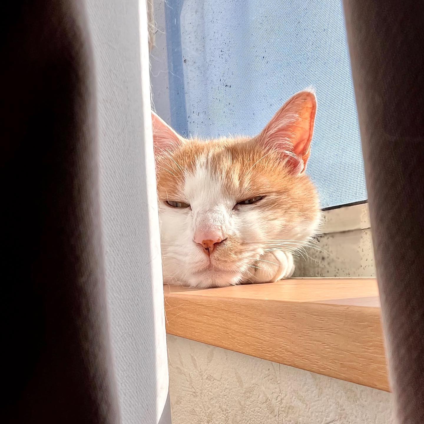 東側の窓で朝から日光浴、ネコさん。(iPhone 13 Pro Max 広角)