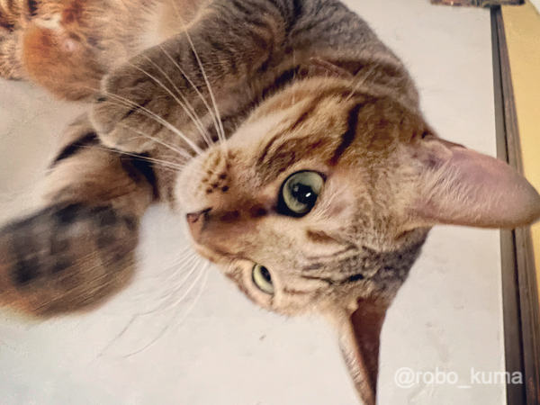 大好きな冷蔵庫の上でご機嫌だぜ！猫さん。 （iPhone 13 Pro Max）