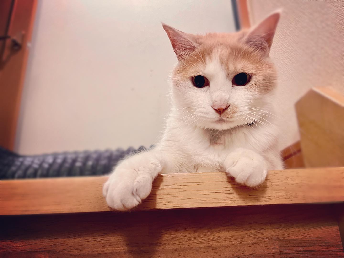 階段で待つ猫さん。 (iPhone 13 Pro Max 広角)