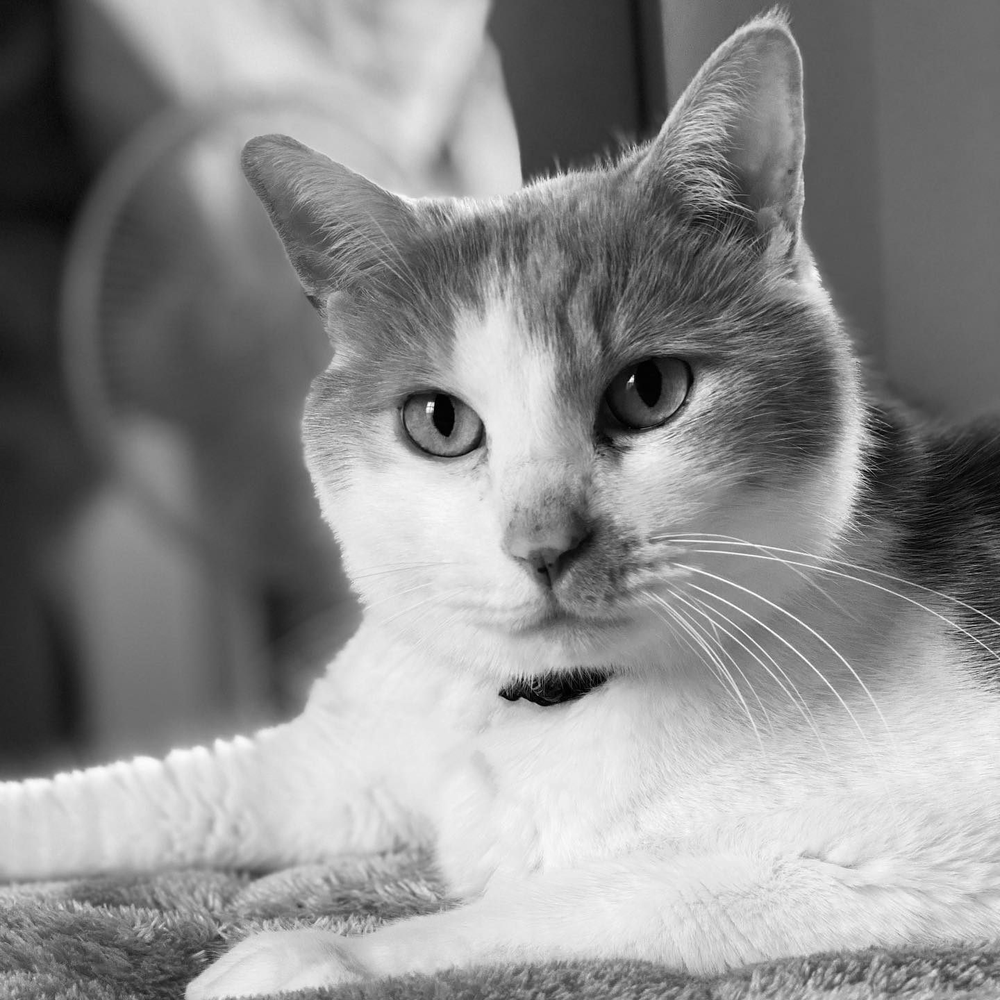 少し前の写真。凛々しい猫さん。(iPhone 11 Pro Max ポートレート)