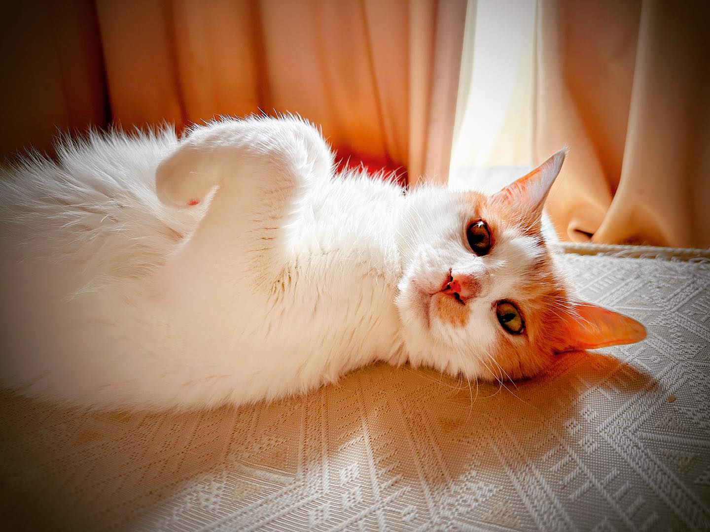 昼間は暖かいのでゴロリ猫さん (iPhone 14 Pro Max 広角)