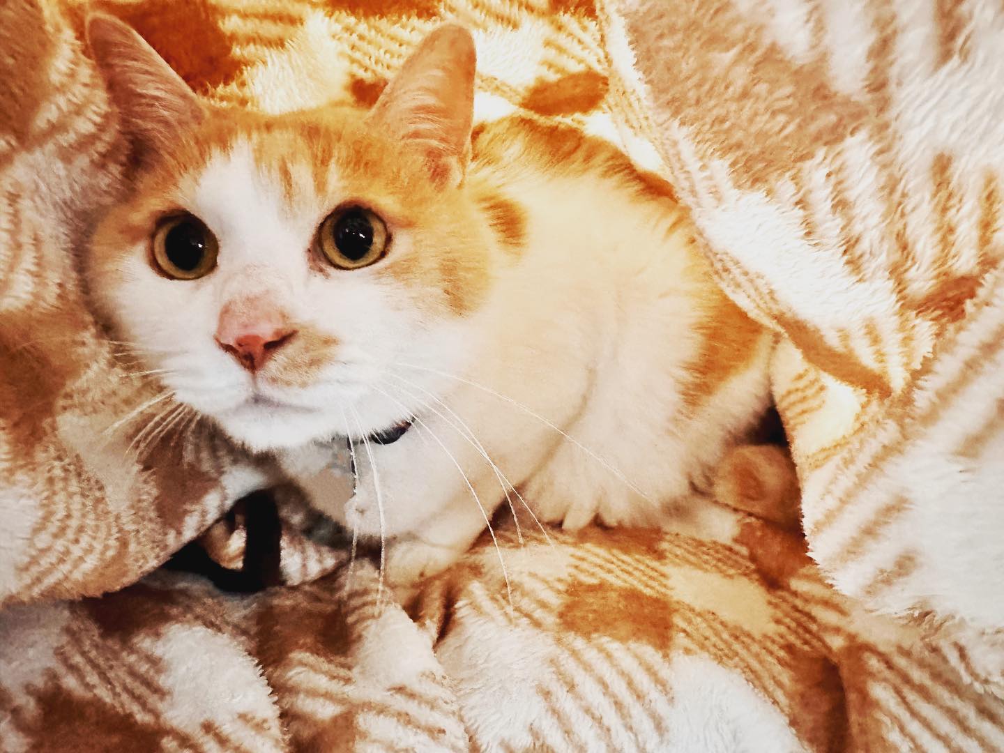 毛布に同化して隠れていた猫さん。寒いよね