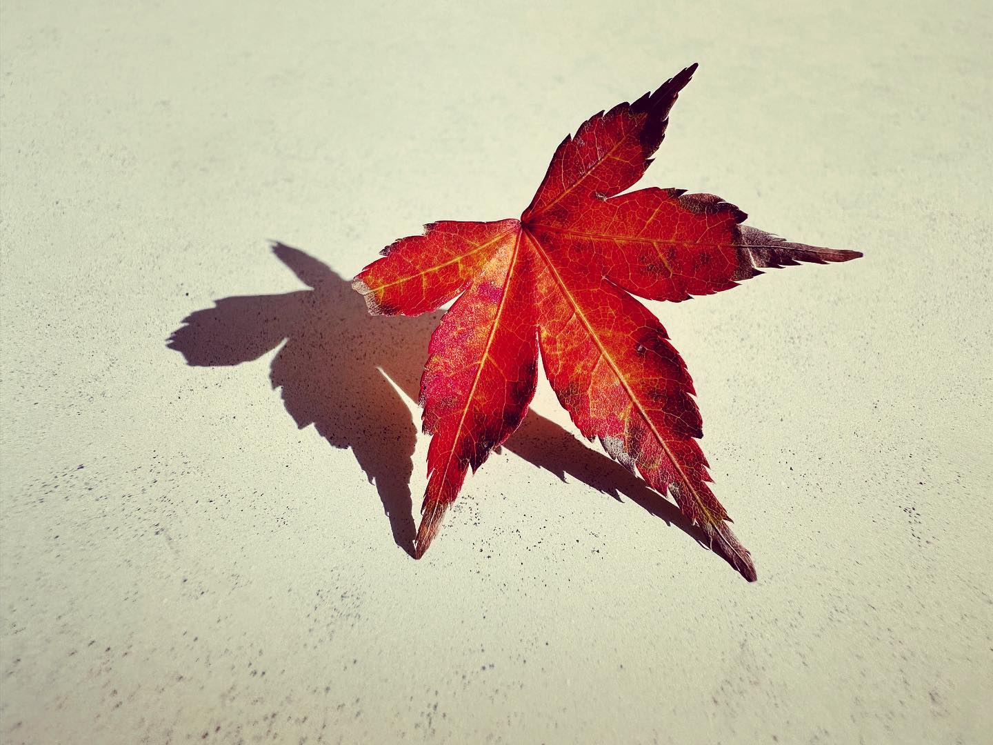 秋の残り、紅葉 (iPhone 14 Pro Max)