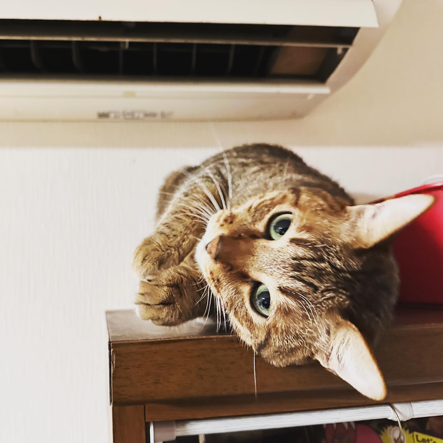 暖かいエアコンの下に居座る猫さん