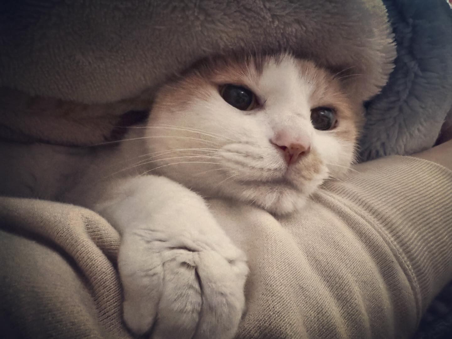 猫の日、2024年2月22日。猫毛布は暖かいです。少し重いけど