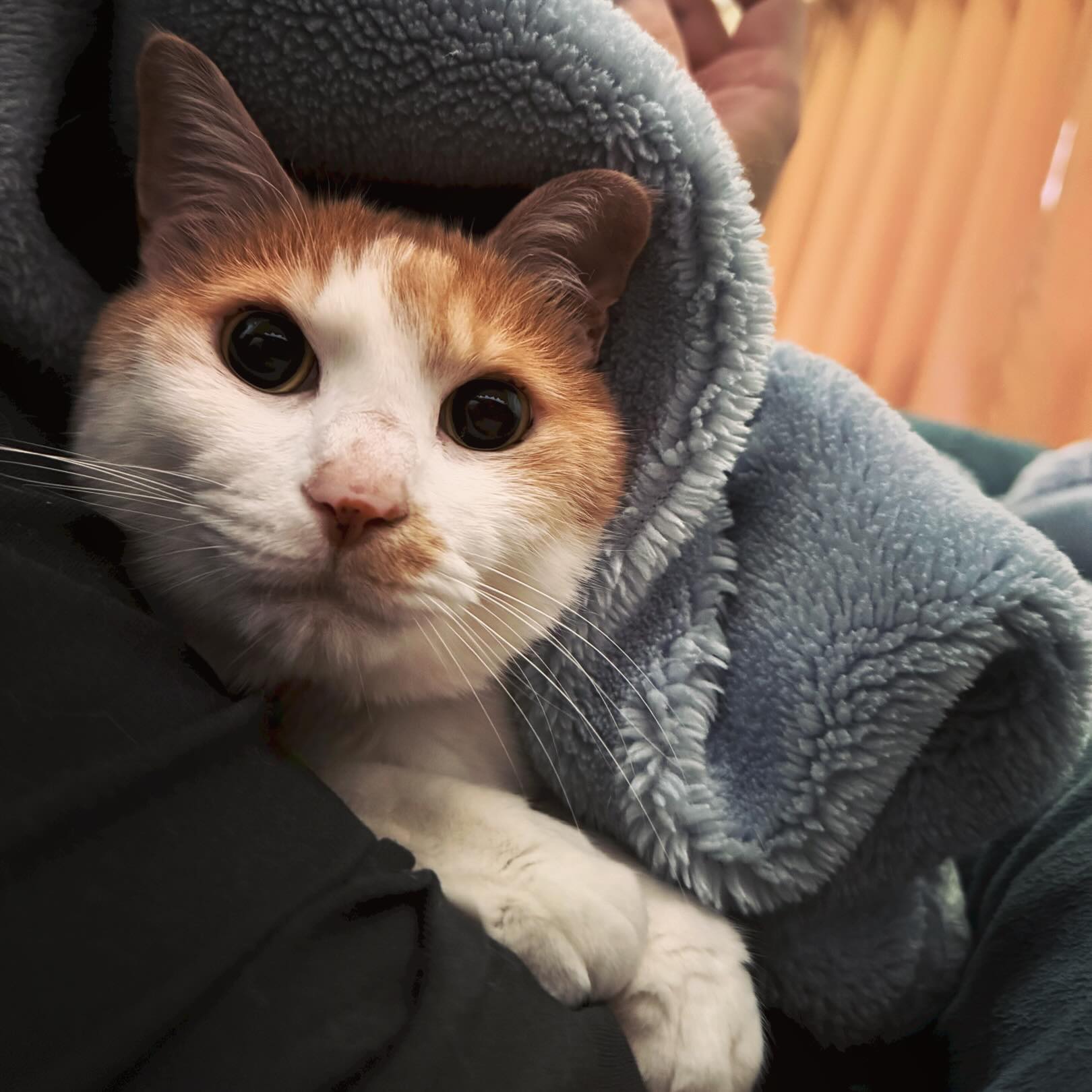 毛布かからひょっこりネコさん