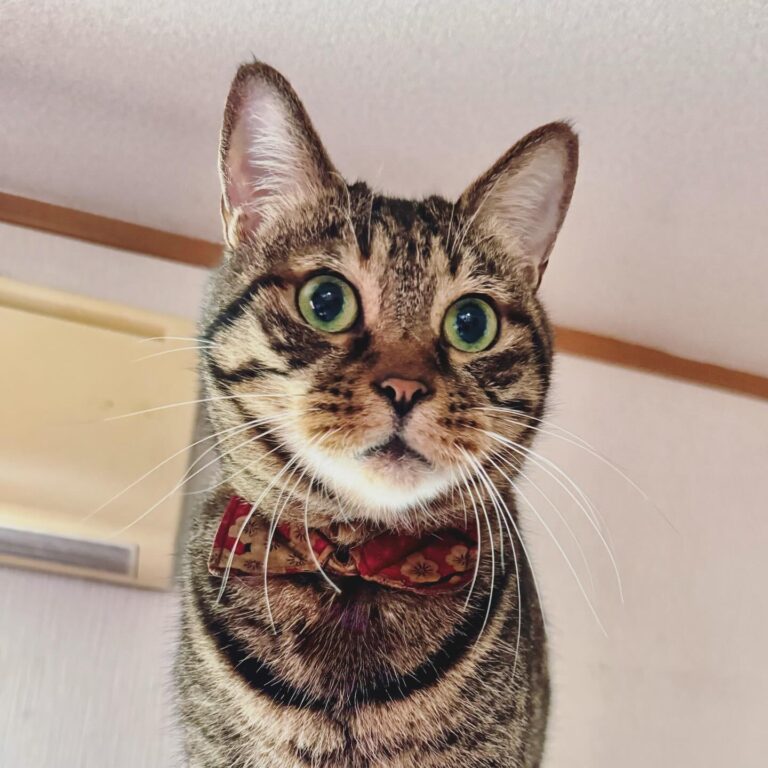 おい、まて、それ本当かよ！  な顔の猫さん